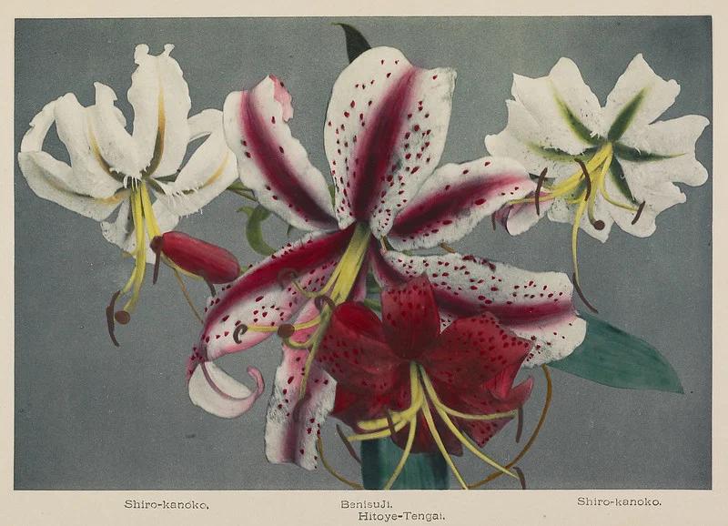 Раскрашенная вручную фотография цветов, Огава Кадзумаса, 1896